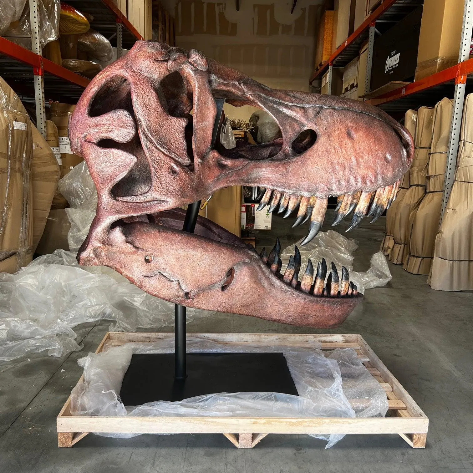 Jumbo T-Rex Skull On Base Life Size Statue