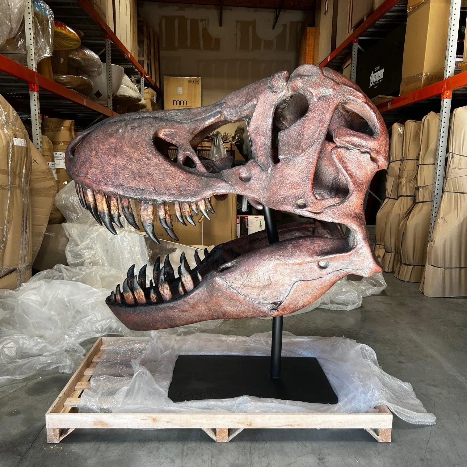 Jumbo T-Rex Skull On Base Life Size Statue